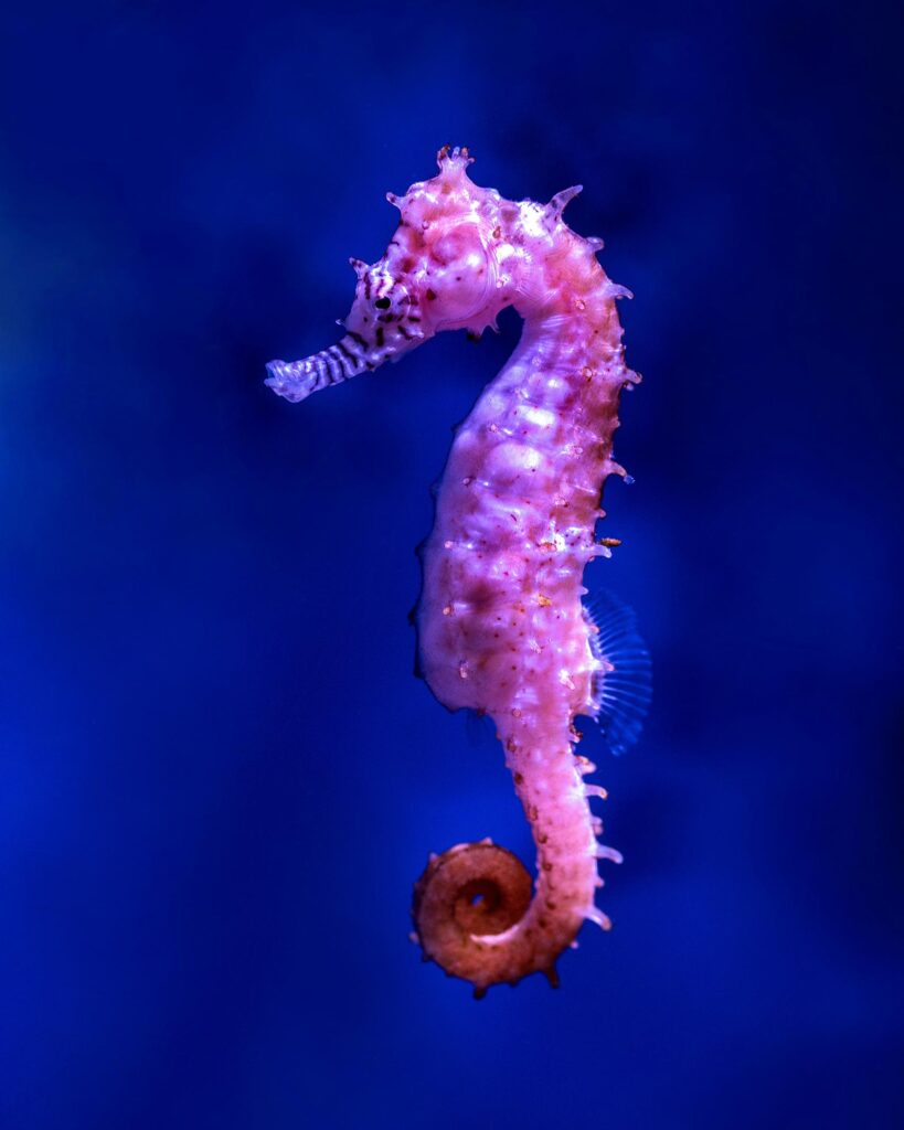 New at Four Seasons Mauritius, snorkelling with seahorses