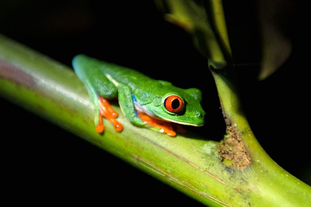 A green frog at night near Origins Lodge, Alajuela, Costa Rica