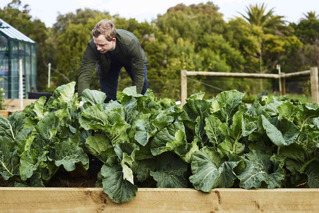 Farmer tending to sustainable crops