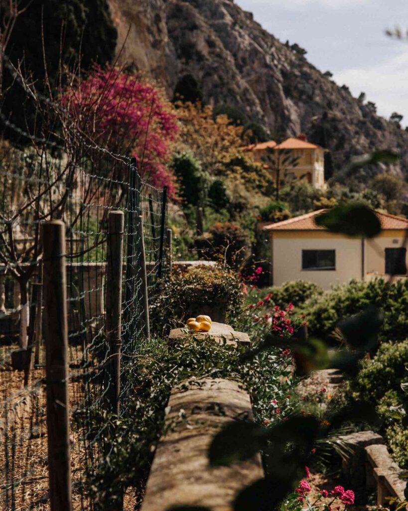 Mirazur's herb garden