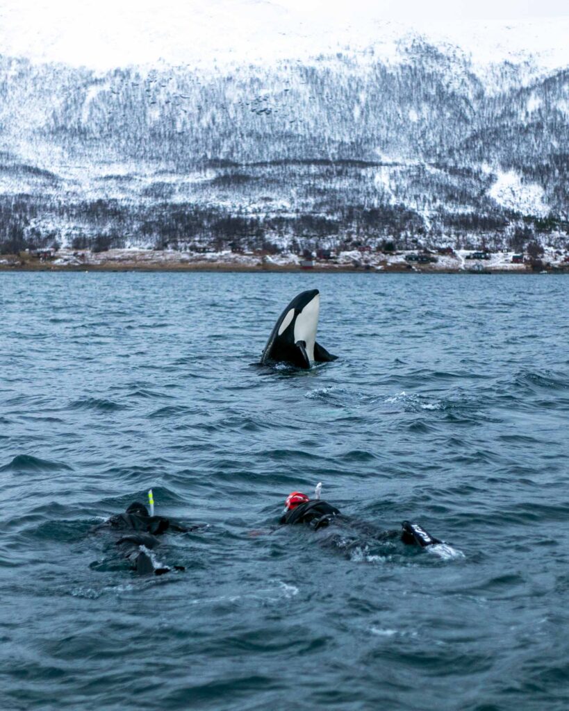 Snorkellers swim with an orca whale in Norway during a Sarah Casewit journey