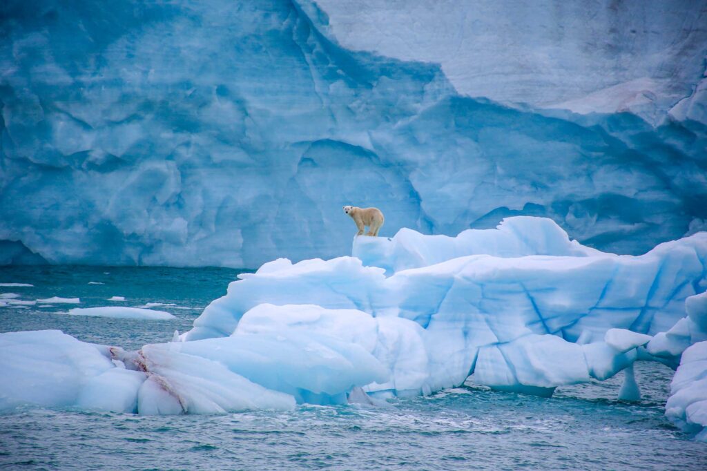 A polar bear stands on an ice sheet in the Arctic