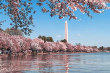 Cherry blossoms and the Washington monument in Washington DC